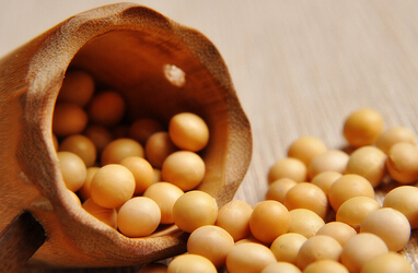 未來美豆上漲勢頭能否延續？