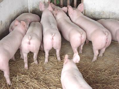 為什么美國養豬業現在還可以使用瘦肉精？