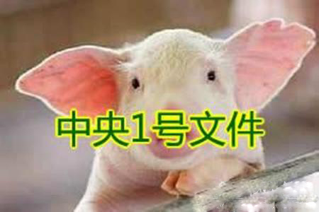 養豬人的“一號文件”！這些不知道可能會吃虧！