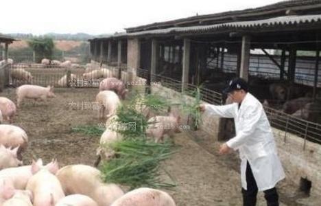 隨著中國養豬業的發展 未來養豬主力軍都有哪些人