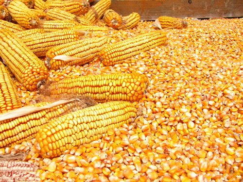 3月份玉米真的會漲價嗎？抓緊時間，擇機賣糧！