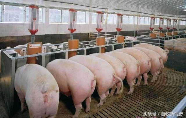 一頭豬的飼養面積是多少？飼養管理方法你知道多少