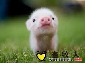 無抗日糧和L-谷氨酰胺替代抗生素對斷奶仔豬產生哪些影響