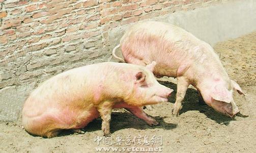 謹記“早、快、嚴、小”，面對口蹄疫不再慌