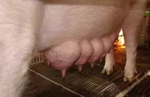 產房里經常遇到哺乳母豬乳汁不足，教你一手搞定它！