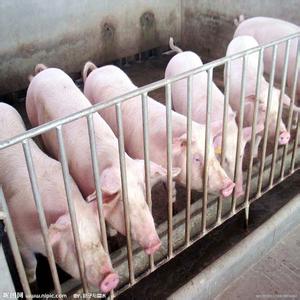 豬流行性腹瀉病毒或豬德爾塔冠狀病毒攻毒對保育豬的生長性能和組織沉積的影響