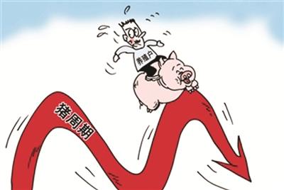 豬價下跌成本壓縮，多面夾擊下養(yǎng)豬人未來的希望在哪兒？