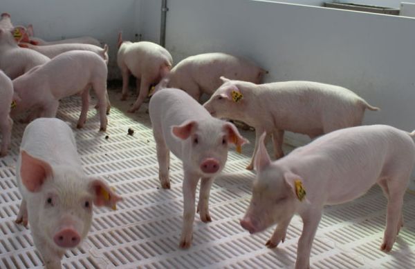 斷奶仔豬蛋白質飼料的選擇技巧