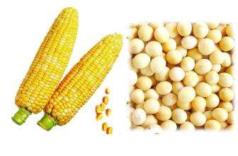 甲基鹽霉素對玉米豆粕型或玉米豆粕DDGS型日糧能量、養分、纖維消化率的影響