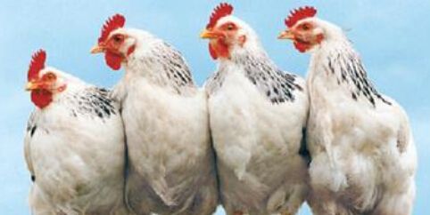 四大肉雞上市公司公布前三季度業績 益生虧1.85億、圣農賺9千萬