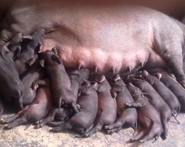 第111期：哺乳母豬日糧中添加硬脂酰乳酸鈉對生產性能、消化率、乳組成及乳中脂滴大...