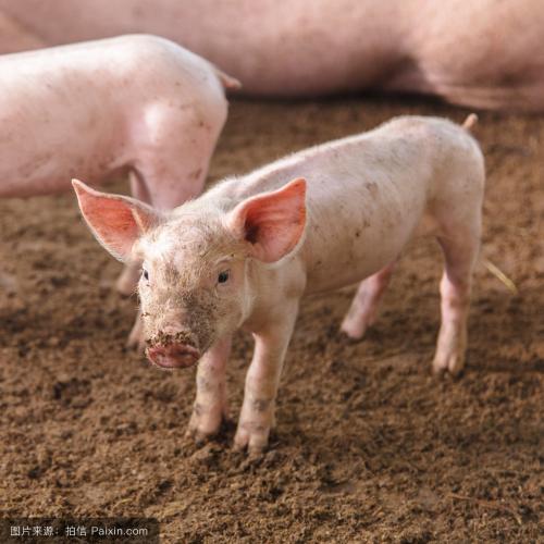 第113期：寄養及教槽料補飼對全期生長的影響：對弱仔有益但可能不適合壯仔