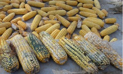 最全霉菌毒素簡識（值得收藏）