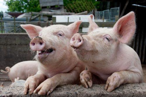 哺乳期采食量標準與飼喂策略